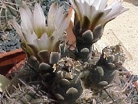 Gymnocalycium bodenbenderianum JL.jpg